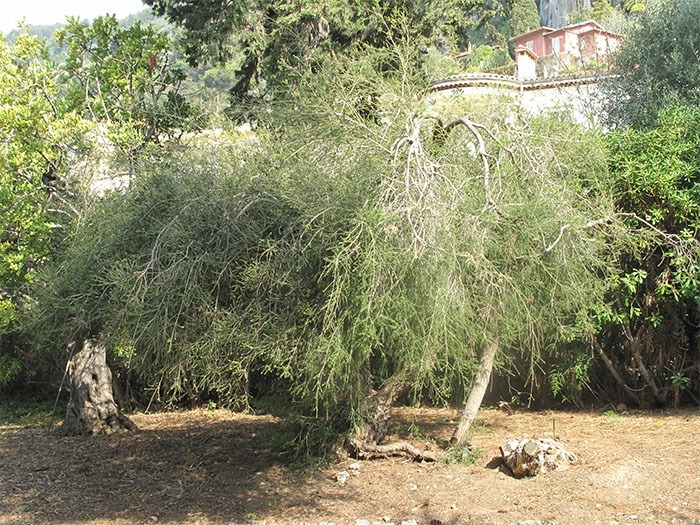 drevo. Foto: Wikipedia