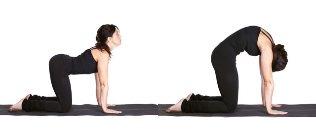 Izmenično menjavanje položaja grbe in mačke zelo dobro odpravlja bolečino v hrbtu. (Vir: yoga2all)